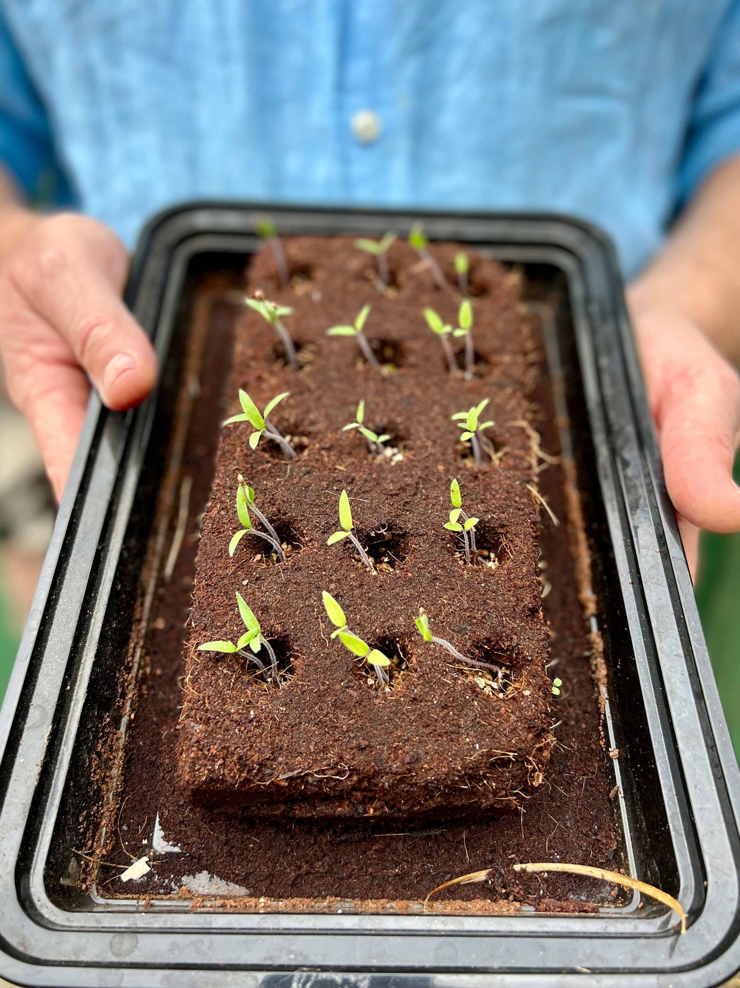 The Salad Growbar