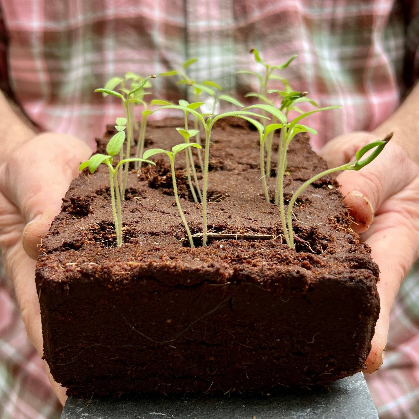 The Jane Austen Flowers Growbar